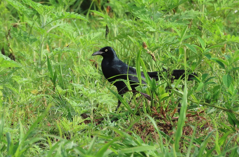 Nicaraguan Grackle. Photo © Gina Nichol 