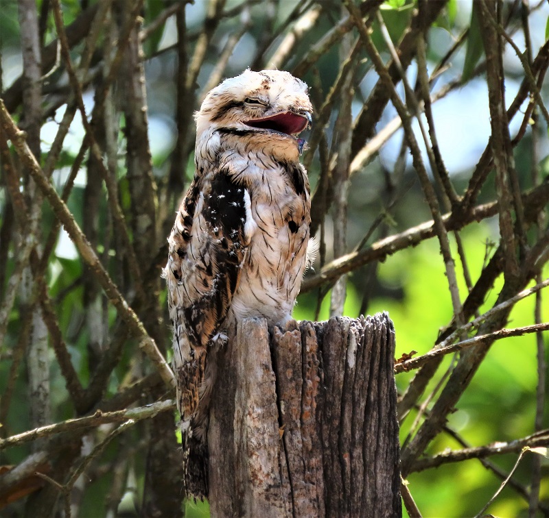 Common Potoo. Photo © Gina Nichol.