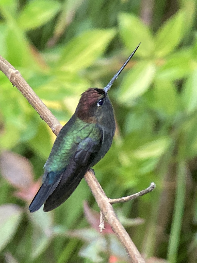 Green-fronted Lancebill. Photo © Gina Nichol.