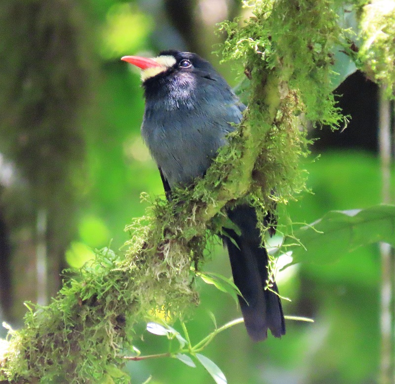 White-fronted Nunbird. Photo © Gina Nichol