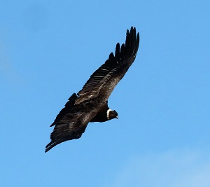 Andean Condor, Chile photo by Gina Nichol