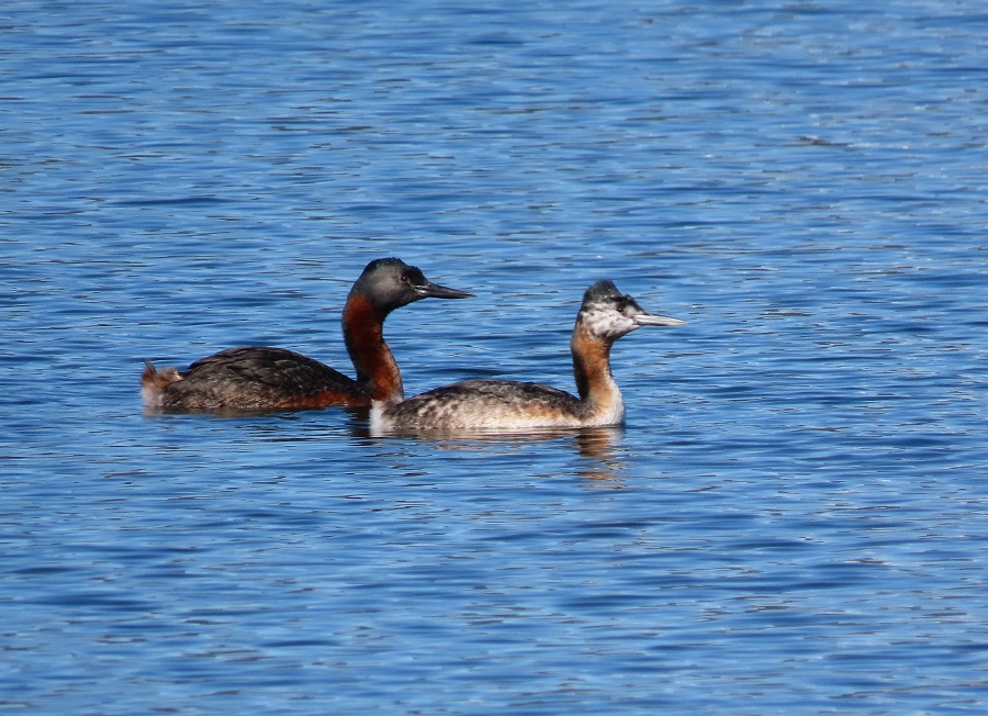 Great Grebes. Photo © Gina Nichol.