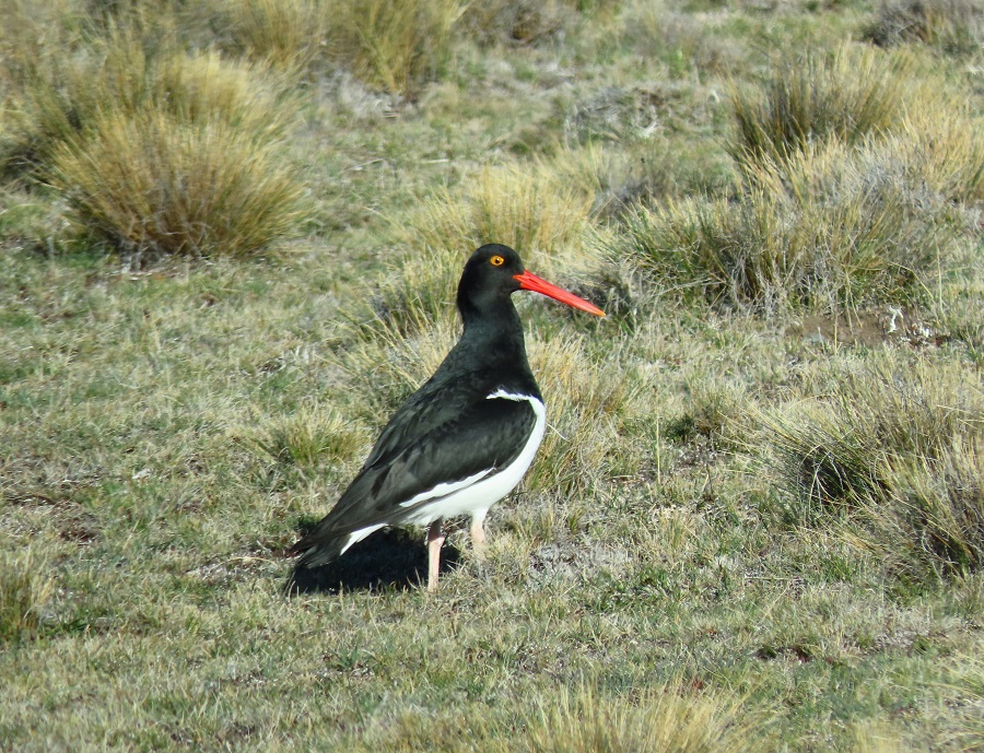 Magellanic Oystercatcher. Photo © Gina Nichol. 