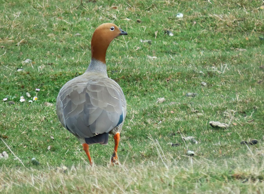 Ruddy-headed Goose, Chile. Photo © Gina Nichol.