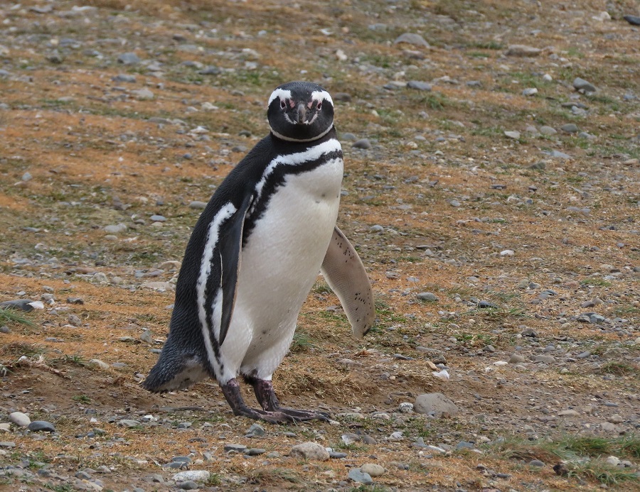 Magellanic Penguins. Photo © Gina Nichol.