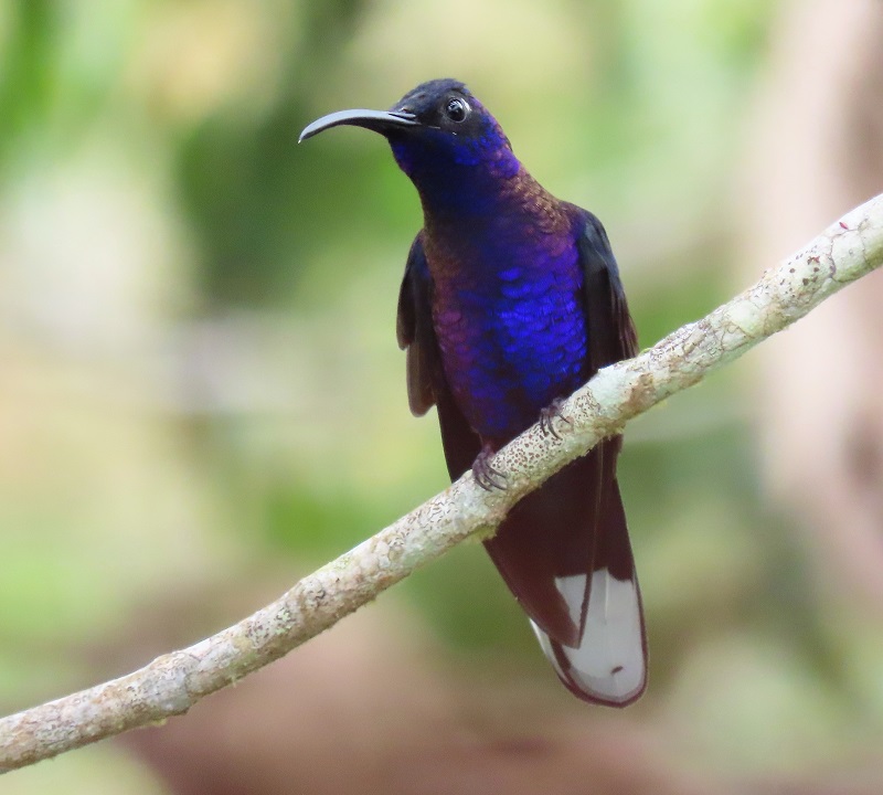 Violet Sabrewing. Photo © Gina Nichol.