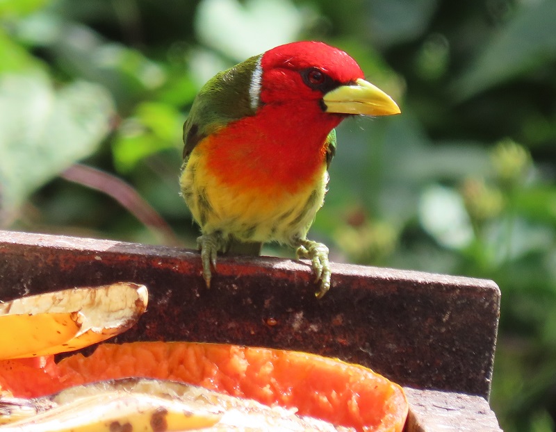 Red-headed Barbet. Photo © Gina Nichol.