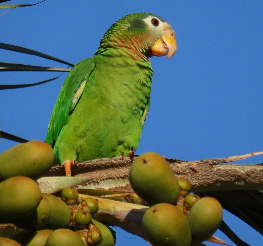 Yellow-billed Parrot. Photo © Gina Nichol. 