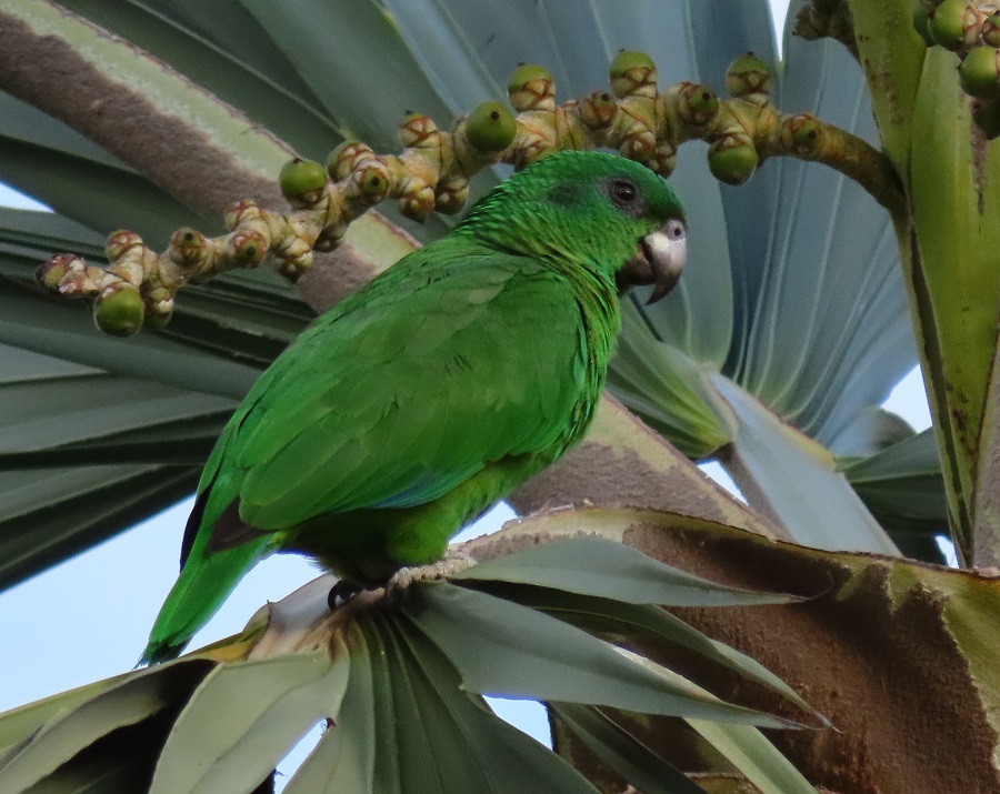 Black-billed Parrot. Photo © Gina Nichol. 