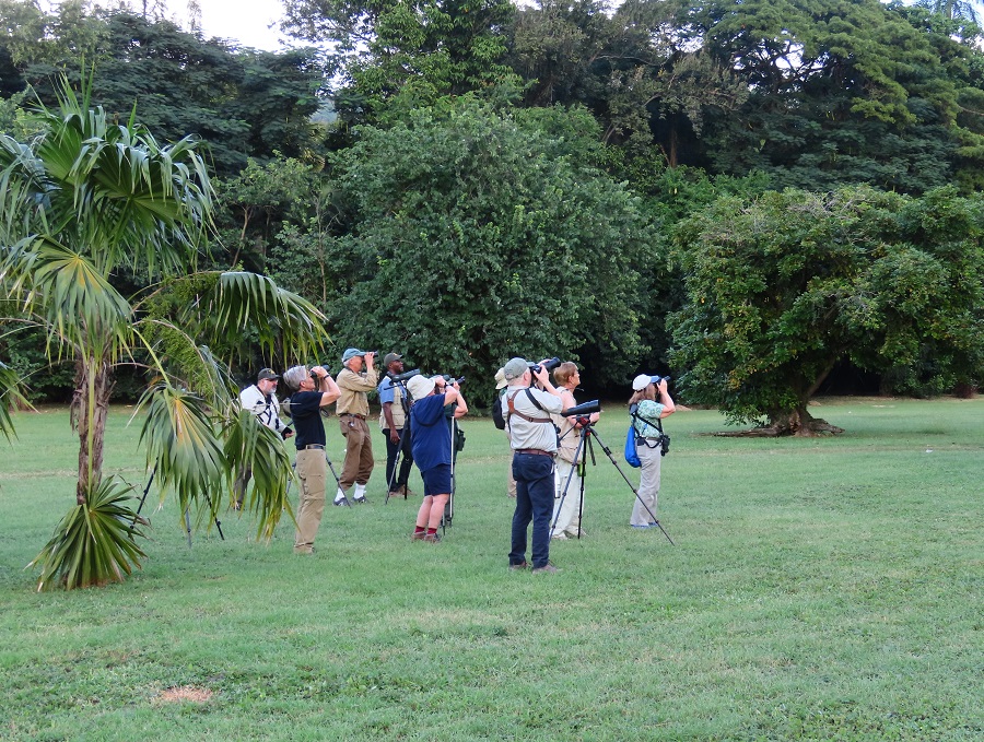 Watching Parrots in Hope Gardens, Jamaica. Photo © Gina Nichol.