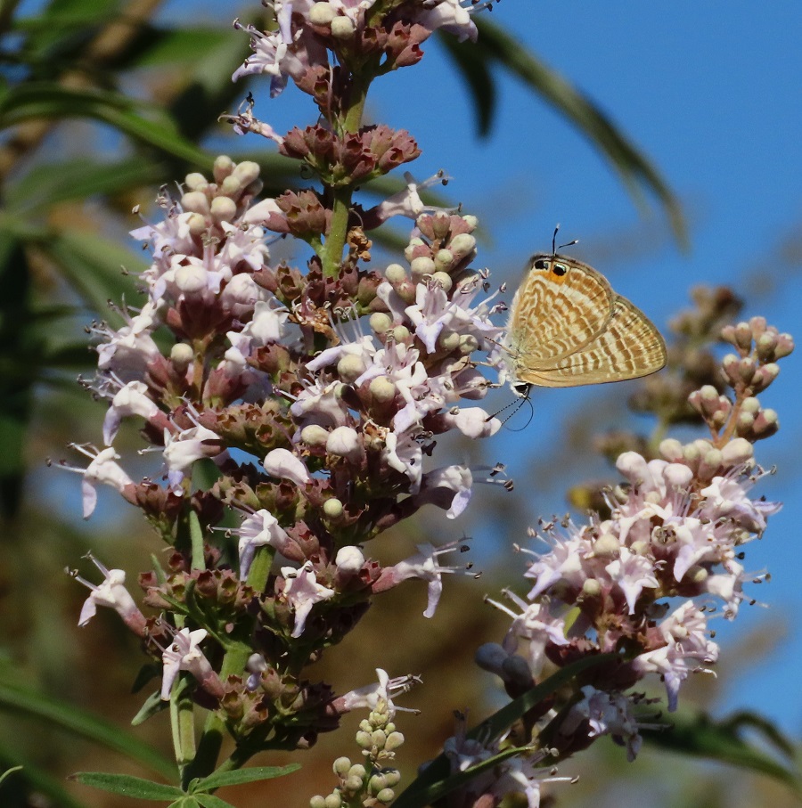 Long-Tailed Blue. Photo © Gina Nichol.