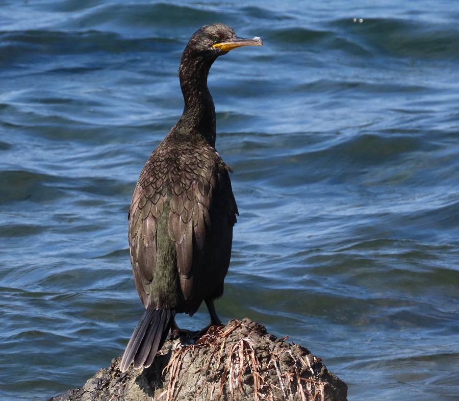 Shag, Lesvos, Greece. Photo © Gina Nichol.