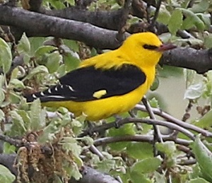 Golden Oriole by Steve Bird 