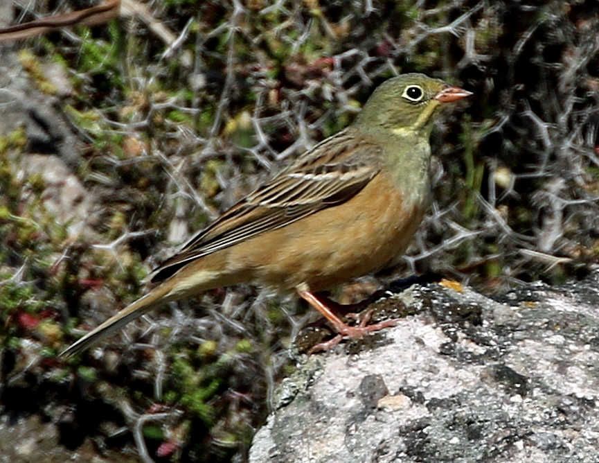 Ortolan Bunting. Photo © Gina Nichol.