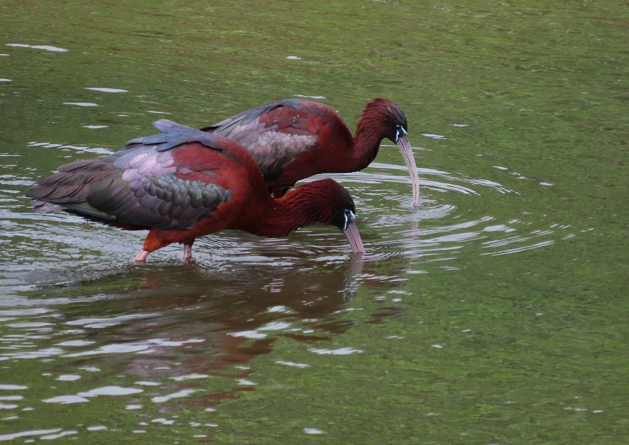 Glossy Ibis. Photo © Gina Nichol. 