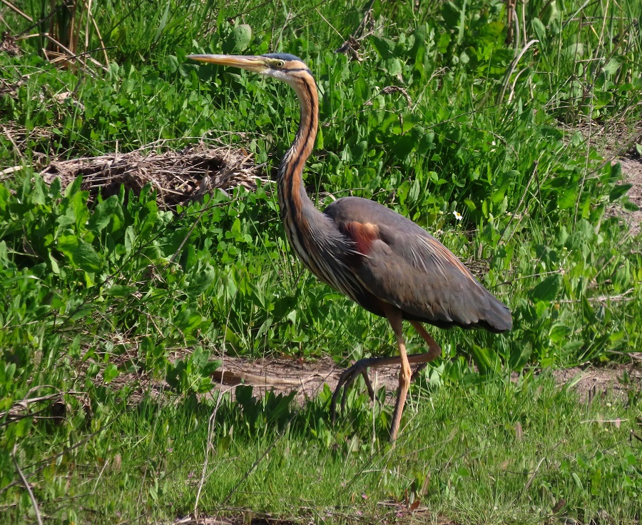 Purple Heron. Photo © Gina Nichol 