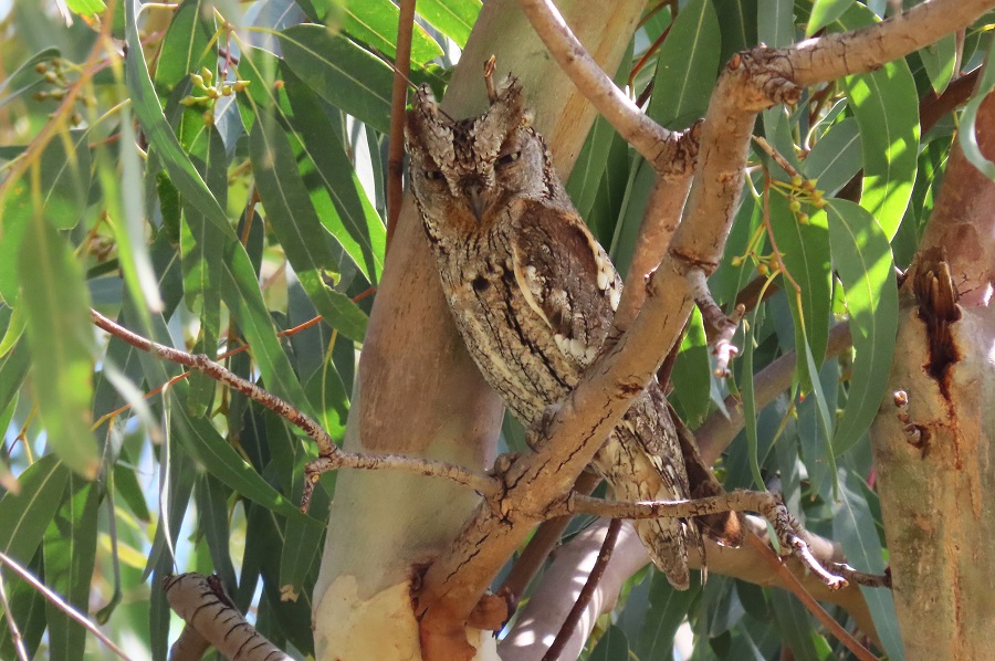 European Scops Owl. Photo © Gina Nichol 