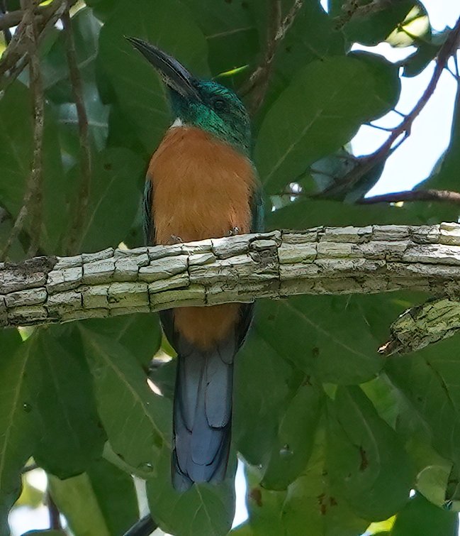 Great Jacamar. Photo © Geroges Kleinbaum.