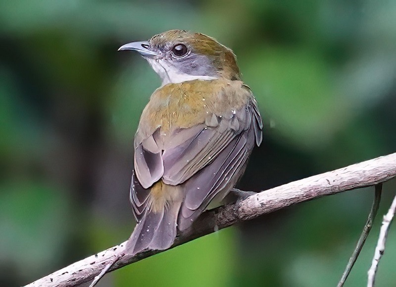 Yellow-crowned Manakin by Georges Kleinbaum.