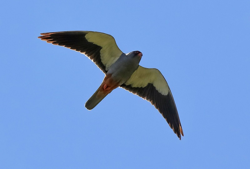 Amur Falcon. Photo © Paul Manning