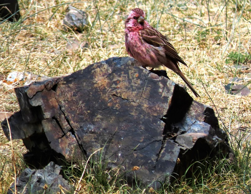 Beautiful Rosefinch. Photo © Gina Nichol