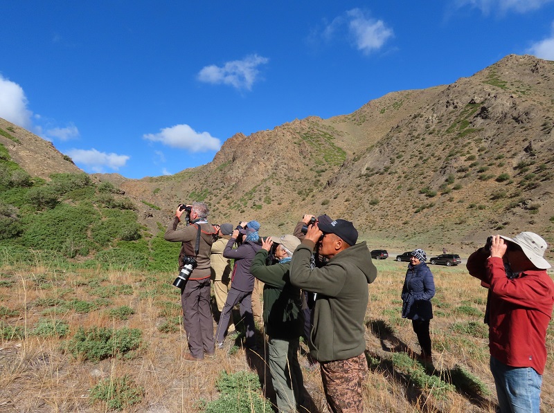 Watching Saker Falcon. Photo © Gina Nichol 