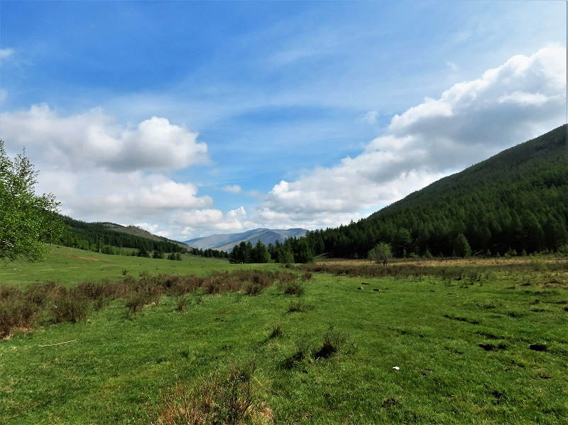 Mongolia's Taiga Forest. Photo © Gina Nichol 