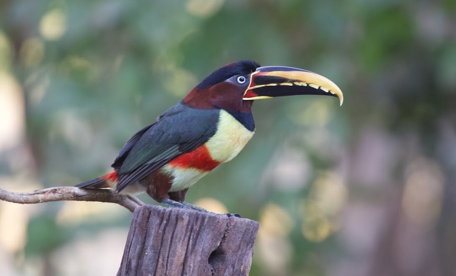 Chestnut-eared Aracari. Photo © Dan Berard.