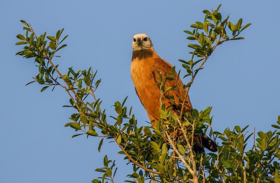 Black-collared Hawk. Photo © Dan Berard.