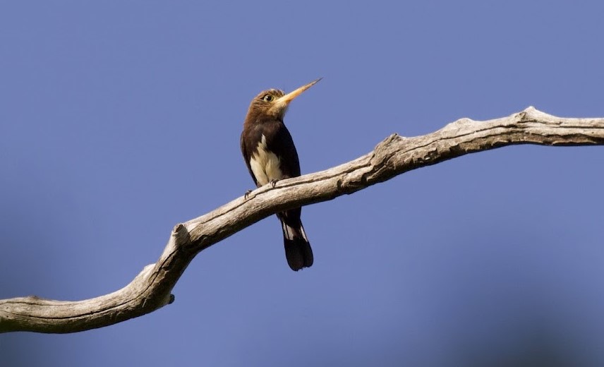 Brown Jacamar. Photo © Dan Berard.