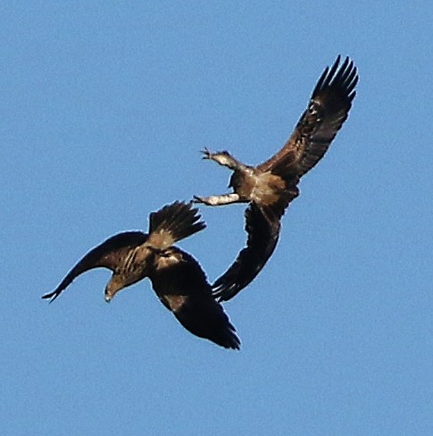 Imperial Eagles. Photo © Steve Bird 