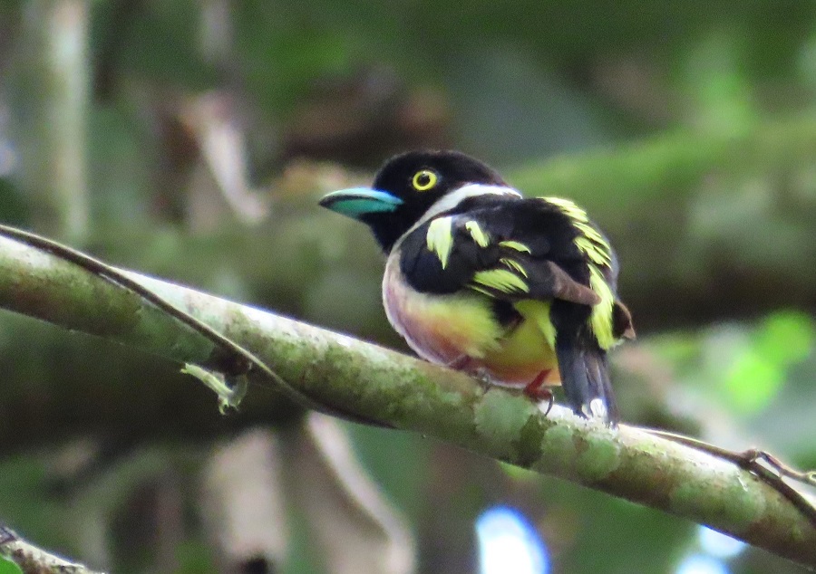 Black-and-yellow Broadbill. Photo © Gina Nichol.