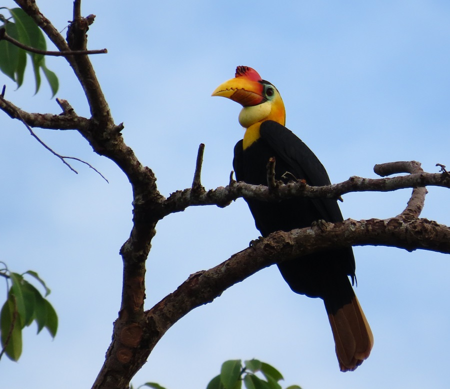 Wreathed Hornbill. Photo © Gina Nichol. 