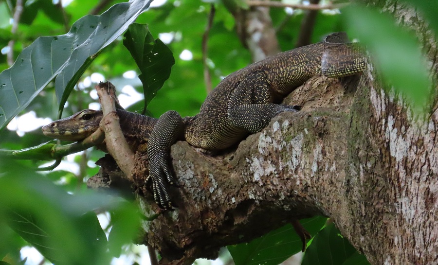 Asian Water Monitor. Photo © Gina Nichol.