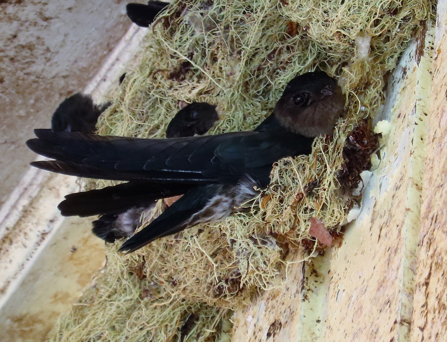 Plume-toed Swiftlet. Photo © Gina Nichol.