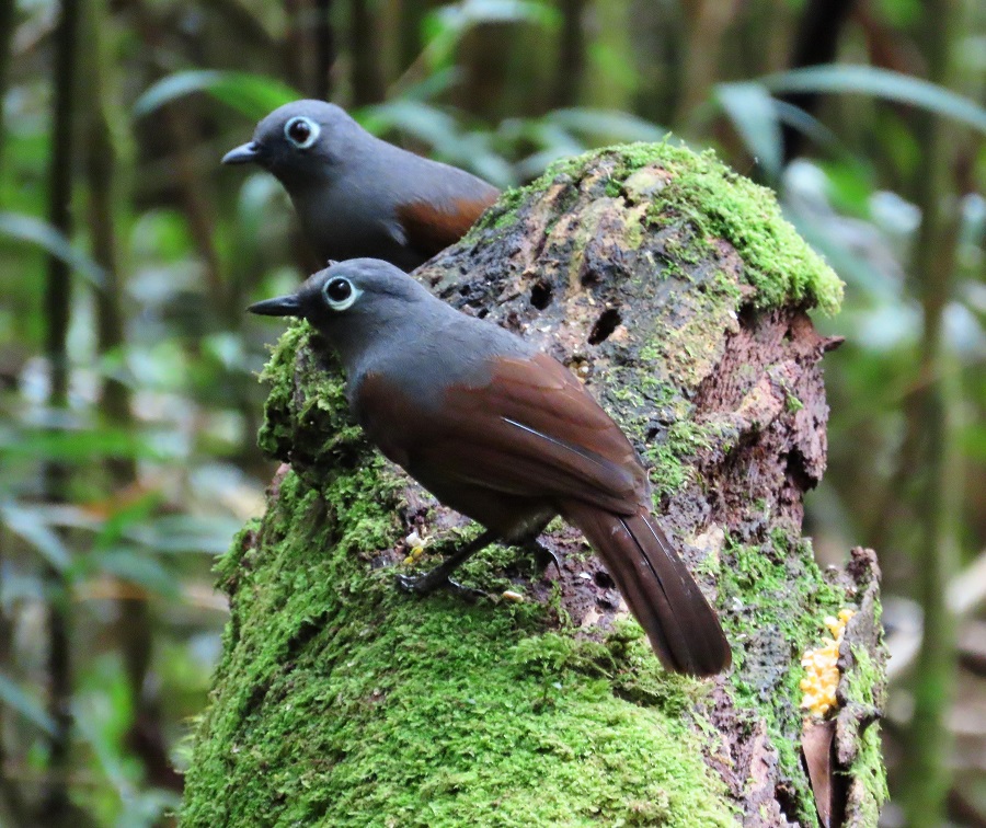 Sunda Laughingthrushes. Photo © Gina Nichol.