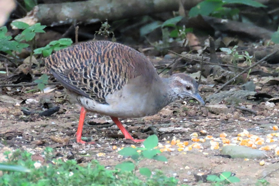 Pale-browed Tinamou. Photo © Gina Nichol.