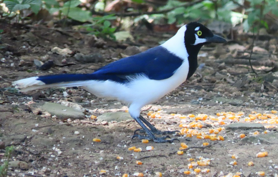 White-tailed Jay. Photo © Gina Nichol.