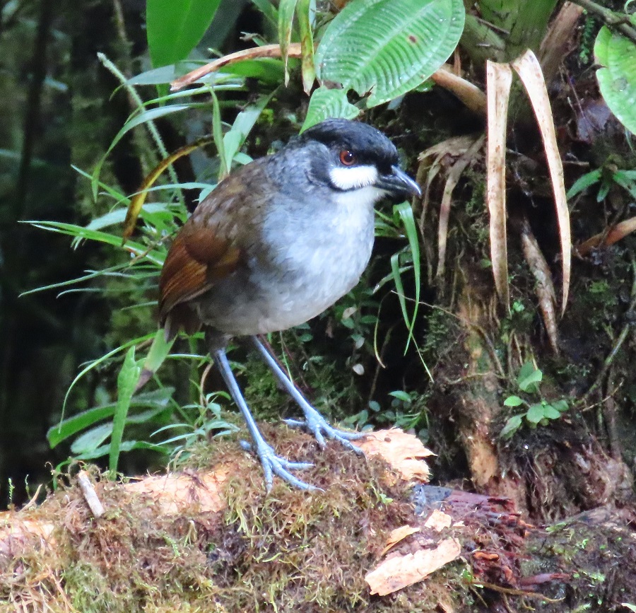 Jocotoco Antpitta © Gina Nichol