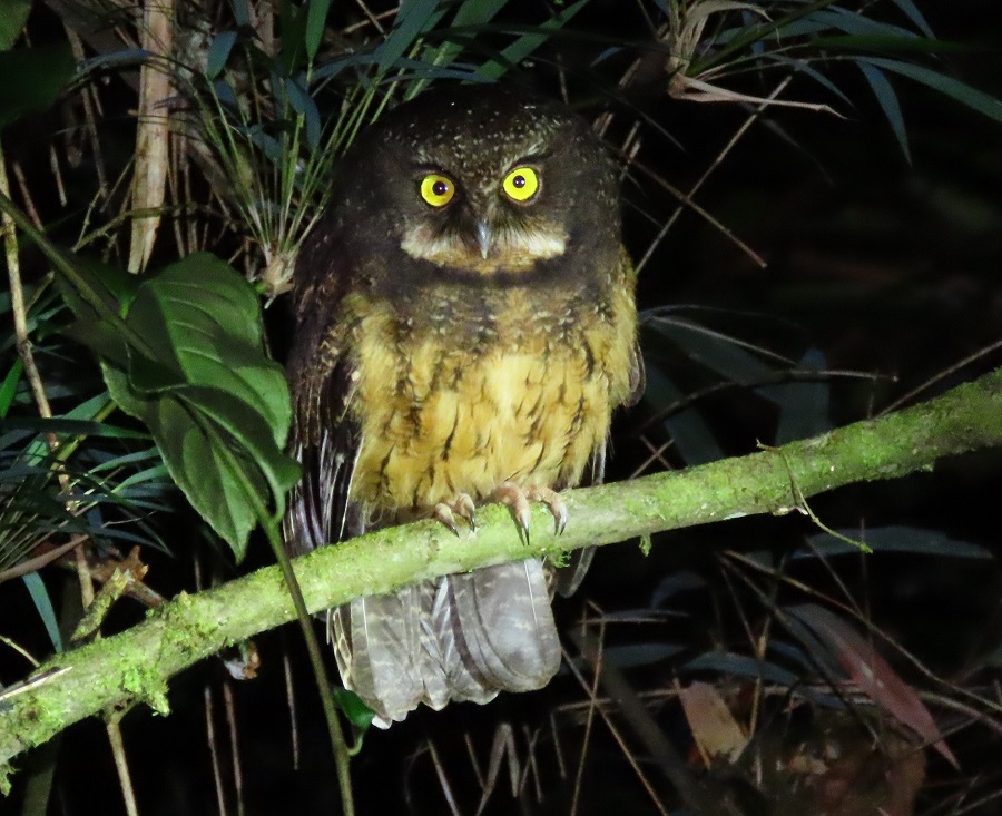 White-throated Screech-owl © Gina Nichol