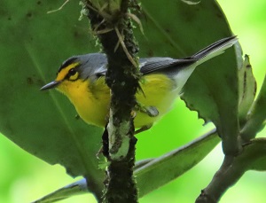 St. Lucia Warbler. Photo © Gina Nichol. 