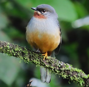 Rufous-throated Solitaire. Photo © Gina Nichol.