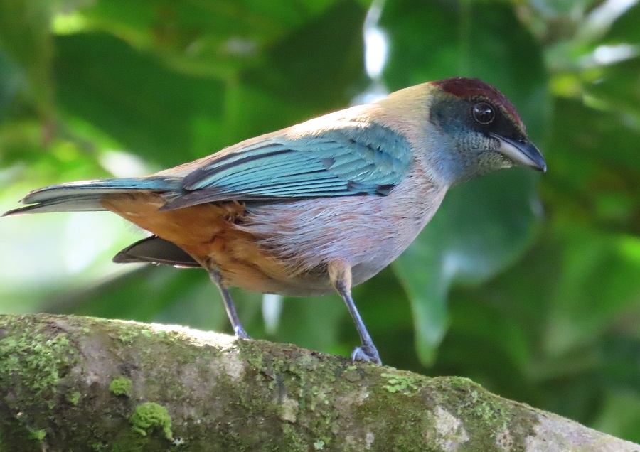 Grenada Tanager. Photo © Gina Nichol. 