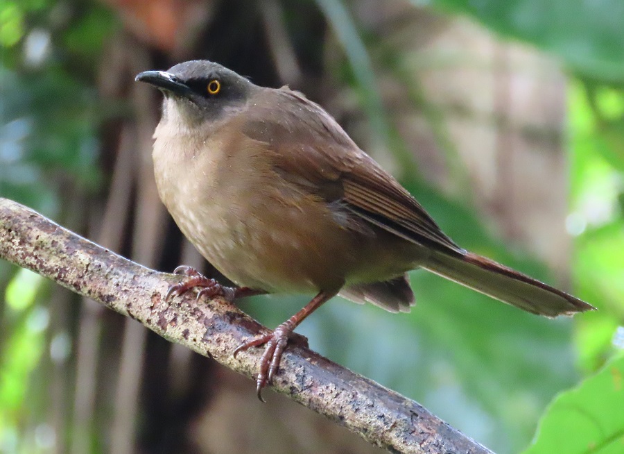 Brown Trembler, Guadaloupe. Photo © Gina Nichol.