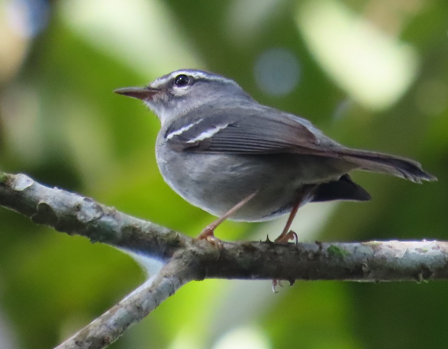 Plumbeous Warbler, Guadaloupe. Photo © Gina Nichol.