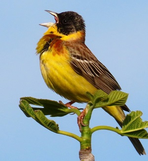 Black-headed Bunting. Photo © Gina Nichol. 