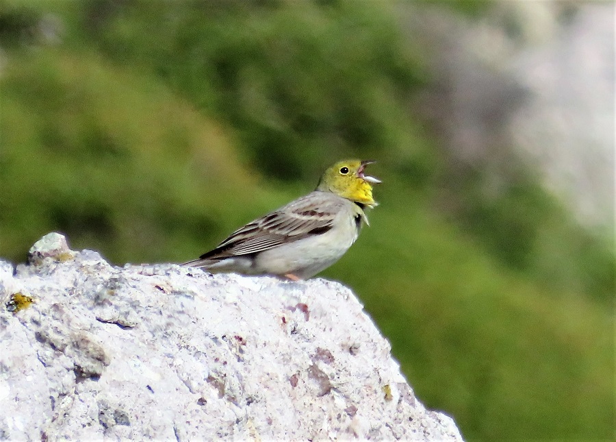 Cinereous Bunting. Photo © Gina Nichol. 