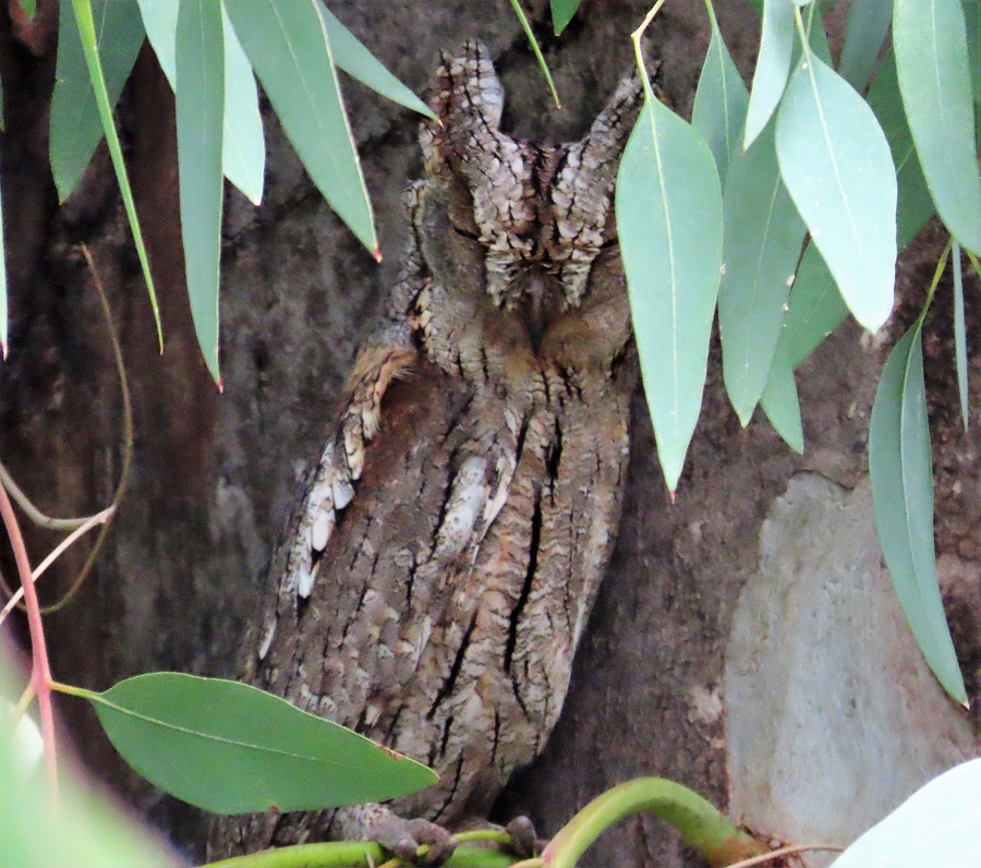 Scops Owl. Photo © Gina Nichol. 