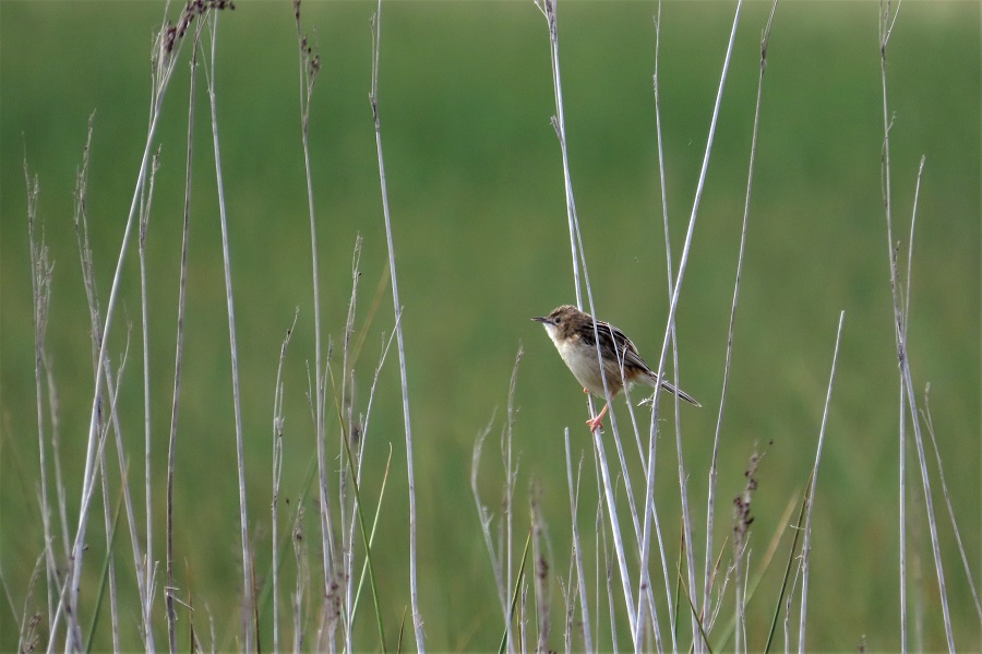 Zitting Cisticola. Photo © Gina Nichol.