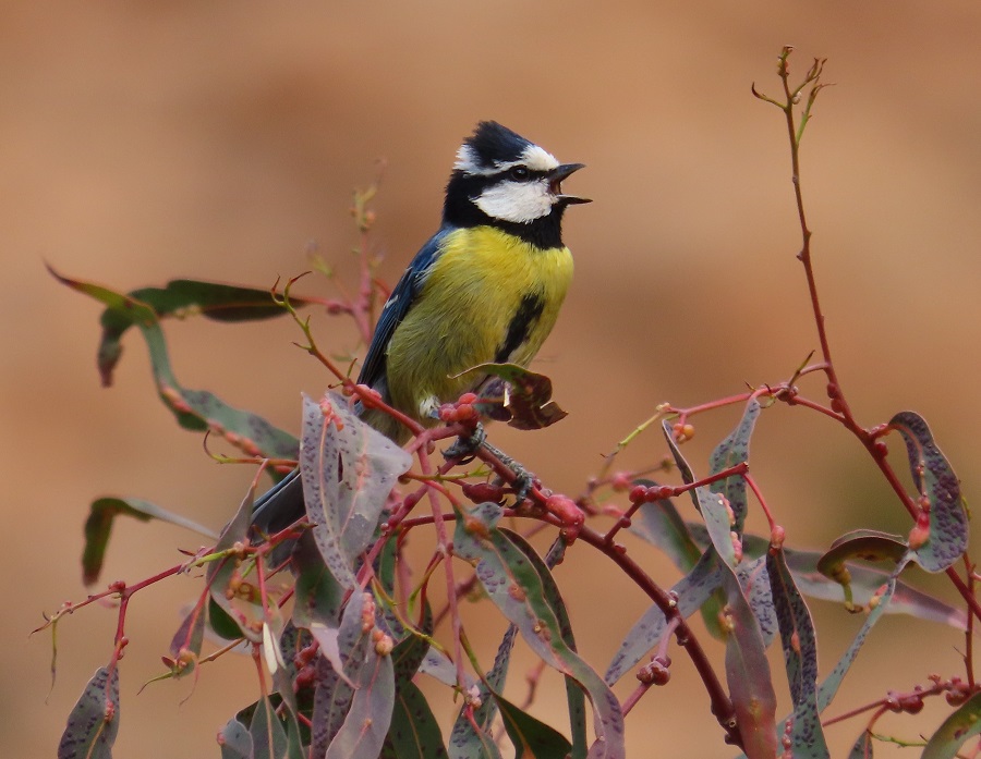 African Blue Tit. Photo © Gina Nichol. 